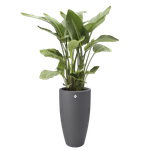 pure soft round high 40cm anthracite